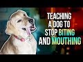 TEACHING A DOG TO STOP BITING AND MOUTHING