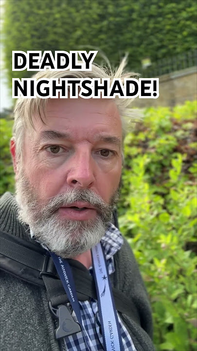 Deadly Nightshade #belladonna #deadly #toxic #poisonousplants #flowers #poison