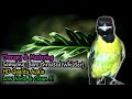 Samyong Song - Bare throated Whistler (Pachycephala nudigula)  HD Audio for Therapy & Bird Mastering