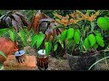 Easy way to grow mango tree with onion, put a sponge in a glass of water, grow fast