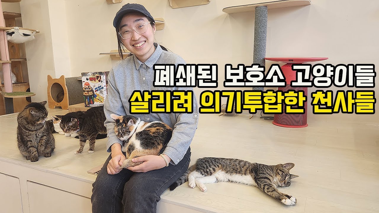 60마리 고양이 위해 전재산 털어 유기묘 카페 차린 대기업 출신 디자이너가 만든 기적