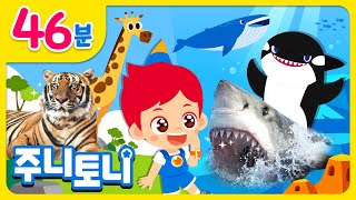 집에서 만나는 재미있는 동물 친구들🐯🐳 | 주니토니 동물동요 모음집 | 신기하고 다양한 동물의 세계로! | 동물동요 | 인기동요 | 동요 연속듣기 | 주니토니 | JunyTony