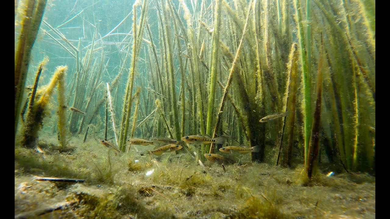 Lake Mackenzie on Fraser Island/K'gari "A different perspective"