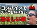 要注意!刈り取ってはいけない恐ろしい草紹介します!(RICE IS COMEDY®︎)