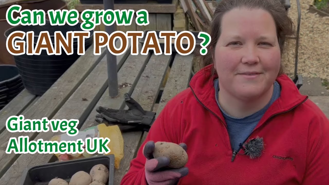Can we grow a GIANT POTATO? Giant veg: Allotment gardening UK