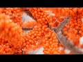Sea buckthorn berries thrive in Xinjiang, boosting economy and ecosystem