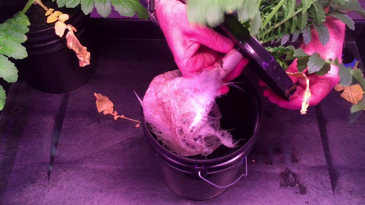 My first attempt growing hydroponic Daikon radishes