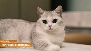 What Is A Munchkin Cat? Everything You Need To Know | Interesting facts about munchkin cats by Hugging Cats 2,368 views 1 year ago 9 minutes, 46 seconds