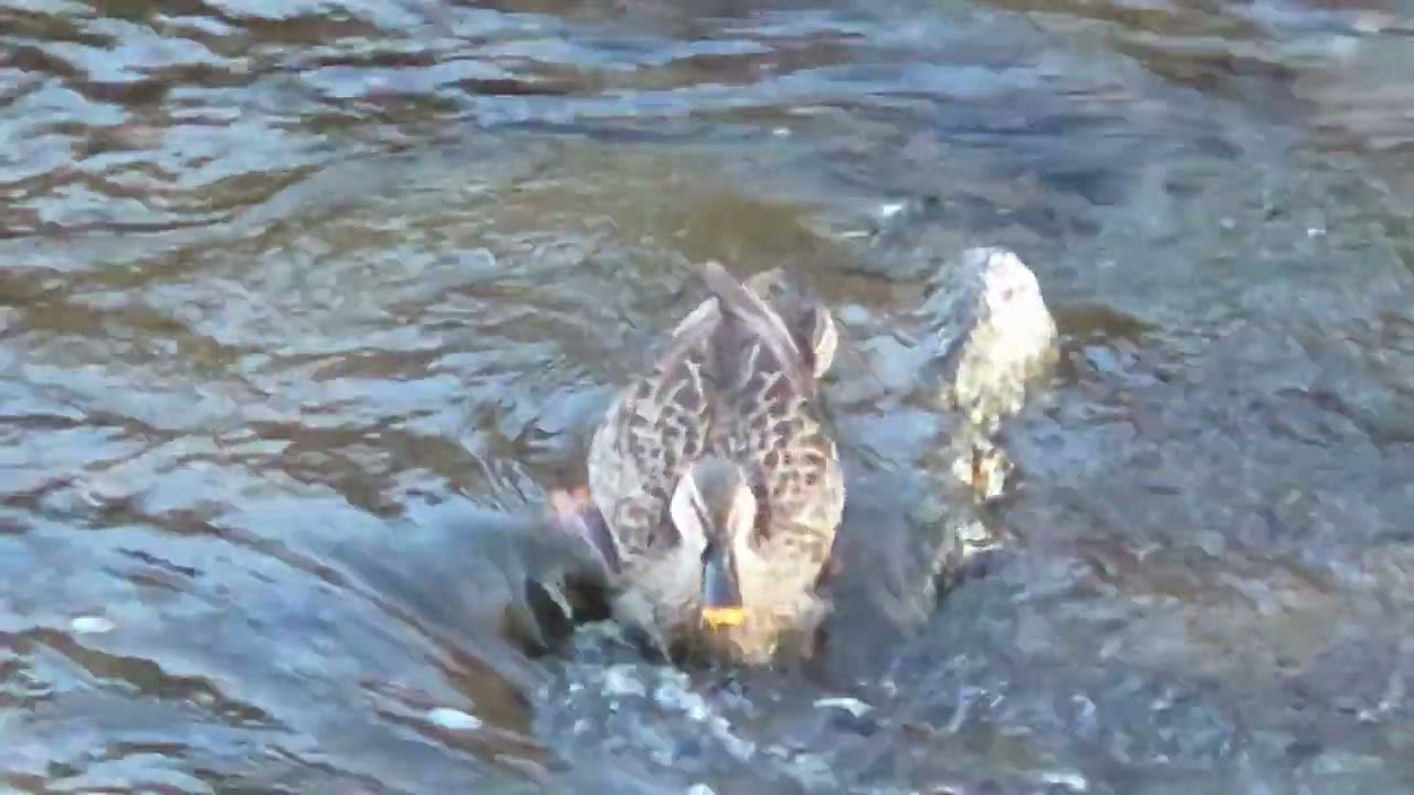 집중하는 해오라기,먹이사냥에 바쁜 청둥오리~♡(A concentrating sunfish, a mallard duck busy hunting for food)