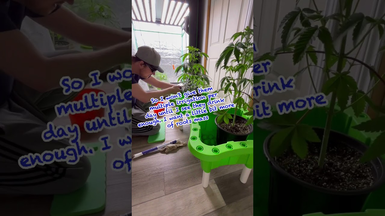 Cannabis maintenance my daily work