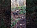 Labrador puppy going crazy