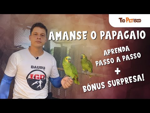 Vídeo: 3 maneiras de escolher um papagaio caique