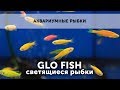 Аквариумные рыбки. Рыбки GLO fish (данио, барбусы, тернеции).