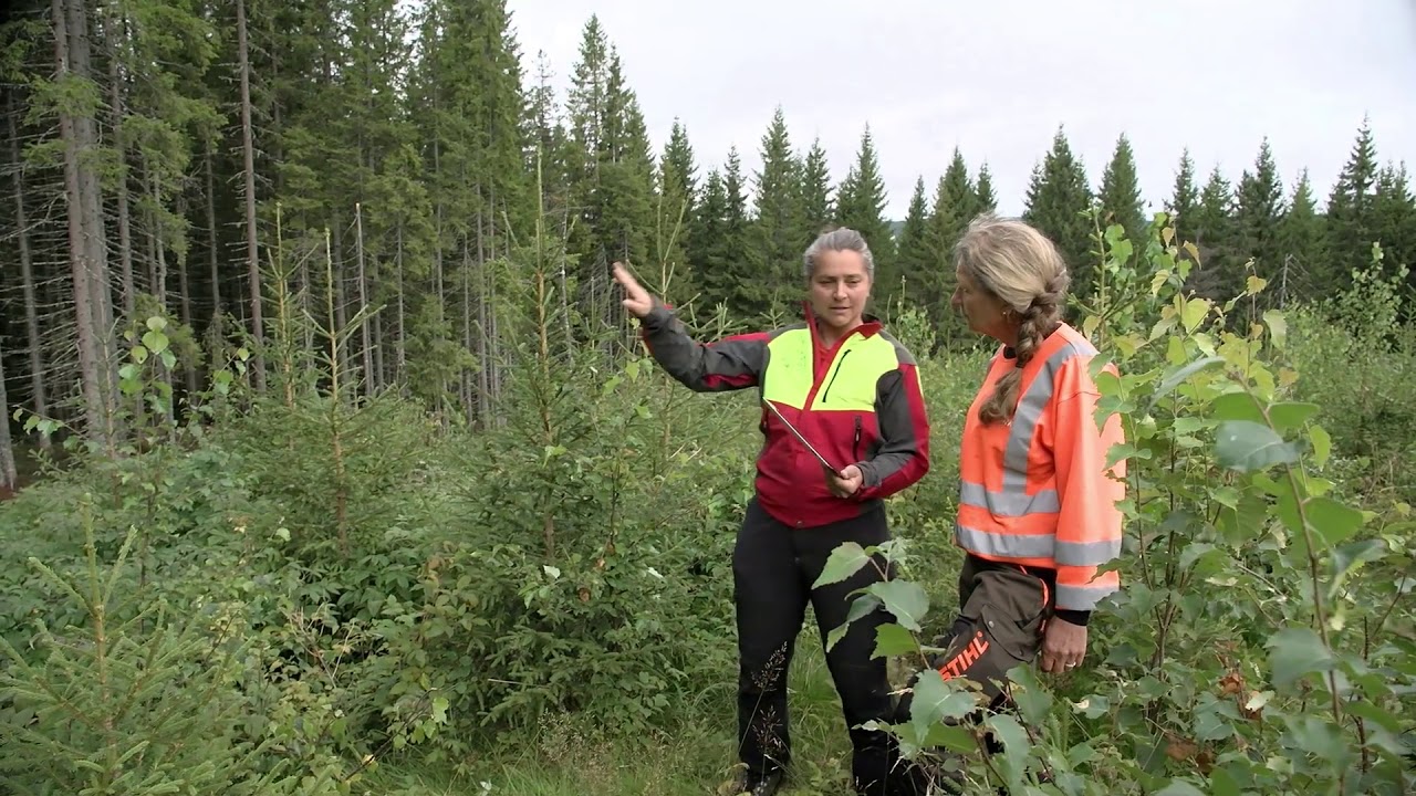 Planlegging av ungskogpleie