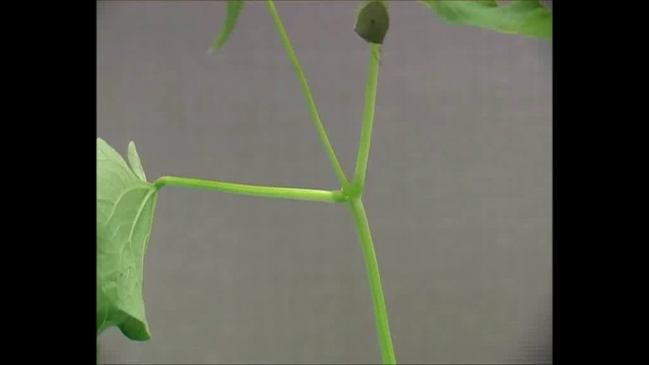 On the spot: utilization of directional cues in vibrational communication of a stink bug