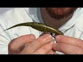 Alabama Leprechaun Jerk Shad The 1 Lure For Redfish Snook Trout Flounder In 3 Feet Or Less Alabama Leprechaun Jerk Shad The 1 Lure For Redfish Snook Trout Flounder In 3 Feet Or Less
