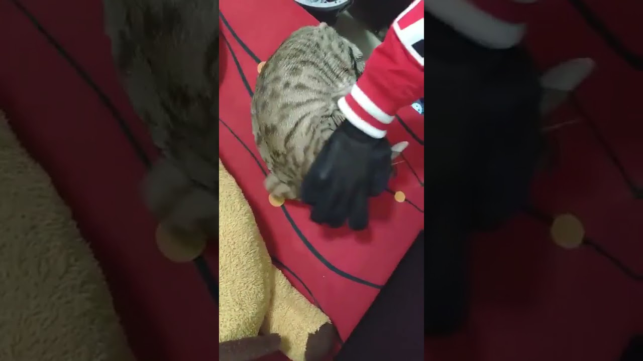 Gloves for Cleaning and Effective Deshedding Back