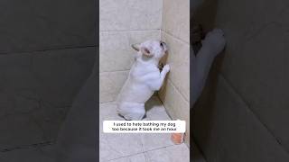 Do This If Your Dog Refuses To Take Bath