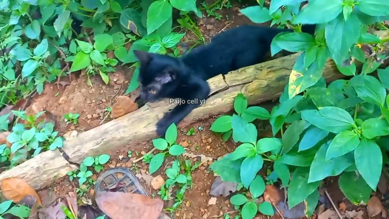 Kucing hitam mulus - YouTube