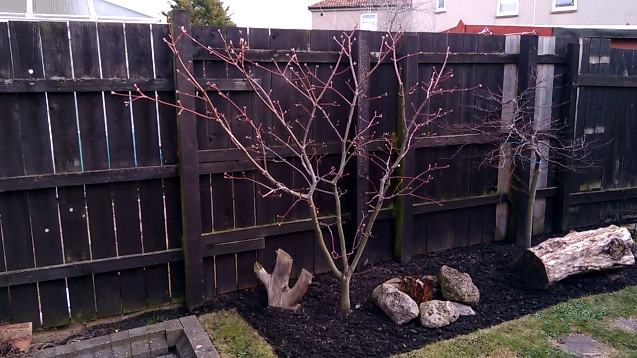 Japanese Maple Spring Prune - Acer Japonicum Aconitifolium (part 4) - YouTube