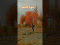 سورۃ الفاتحہ #shortvideo #قرآن_كريم #تلاوت_قرآن #دلنشین #سکوت_ذهن #shortvideo #holyquran#holybook