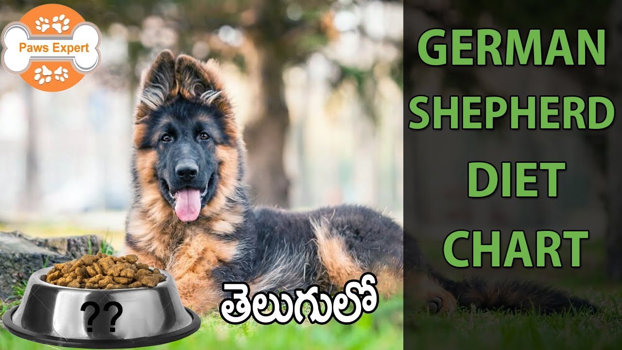 German Shepherd Diet Chart || In Telugu || - YouTube