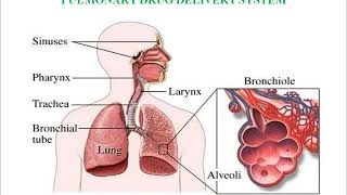 nasal DDS module 3