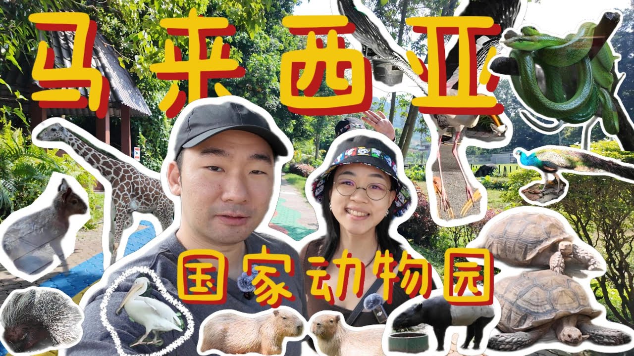 🇲🇾马来西亚国家动物园全攻略！必看动物清单+门票价格+地图路线规划攻略！适合亲子游的吉隆坡景点｜大自然生态开放式近距离接触动物！｜大小眼旅游 DXY Travel
