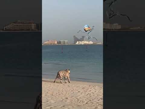 Tigers Playing with kite on Beach Dubai | #youtube #shorts #viral #trending #ytshorts #youtubeshorts