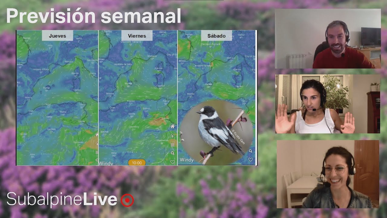 SubalpineLive P23T2 (19/04/23): P. apivorus vs. orientalis + F. hypoleuca + Glareolas Irene Arnaldos