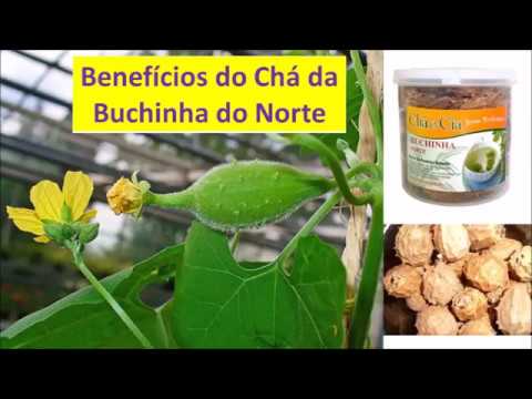 Benefícios do Chá da Buchinha do Norte - YouTube