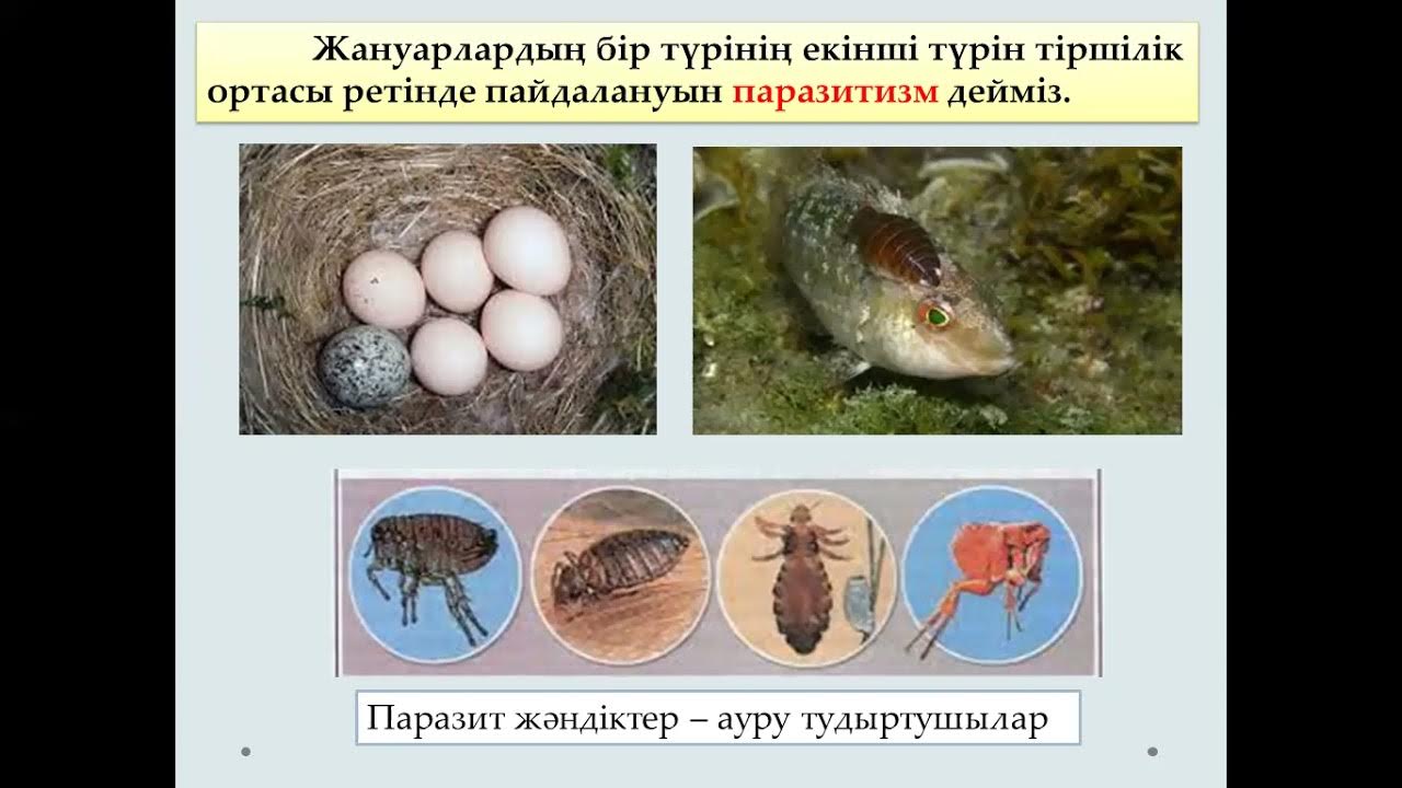 Шәуетпен жабылған үлкен клиторлардың жинағы.