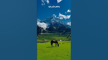 ﴿قالَ رَبِّ إِنّي وَهَنَ العَظمُ مِنّي وَاشتَعَلَ الرَّأسُ شَيبًا﴾ |  القارئ غيث سمرين ، سورة مريم .