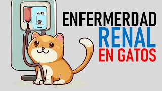 Enfermedad RENAL en GATOS | La Vida Con Gatos 11 #lavidacongatos