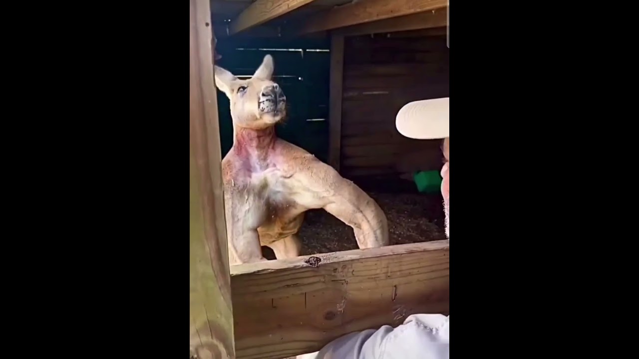 A FORÇA DE UM CANGURU 