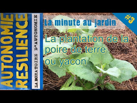 Vidéo: Yacon Root Info - Comment faire pousser des plantes de Yacon dans le jardin