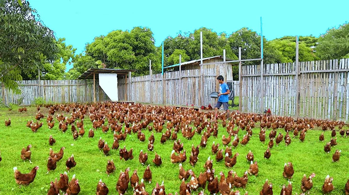 Farm's Daily routine! Newly hatched GEESE, Harvest...