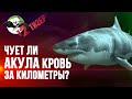 Плывёт ли акула на запах крови? Ярослав Попов. УПМ12 - Тизер