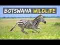 Botswana Wildlife | Self Drive 4x4 Botswana | Chobe4x4 | Ep 9