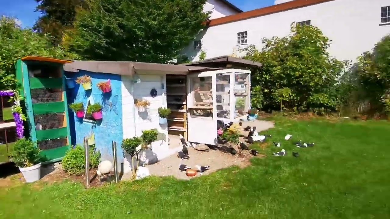 صورنالكم البلابل العراقيه عسوله وسنبل 🐦والطيور اكيد الكمرليات والحمر🕊️احبكم 😘