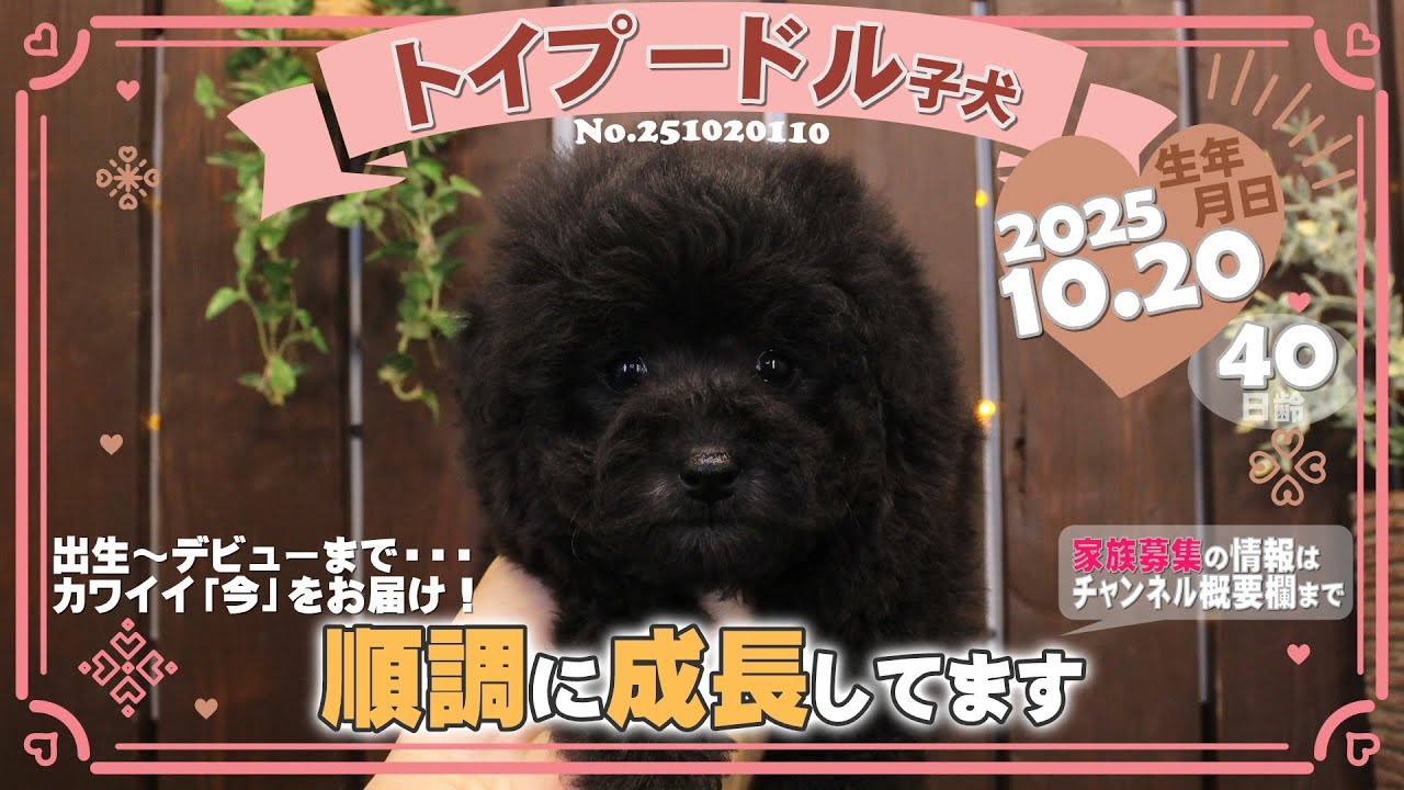 トイプードル子犬｜2025.10.20生（40日齢）①｜グレー｜女の子｜滋賀県
