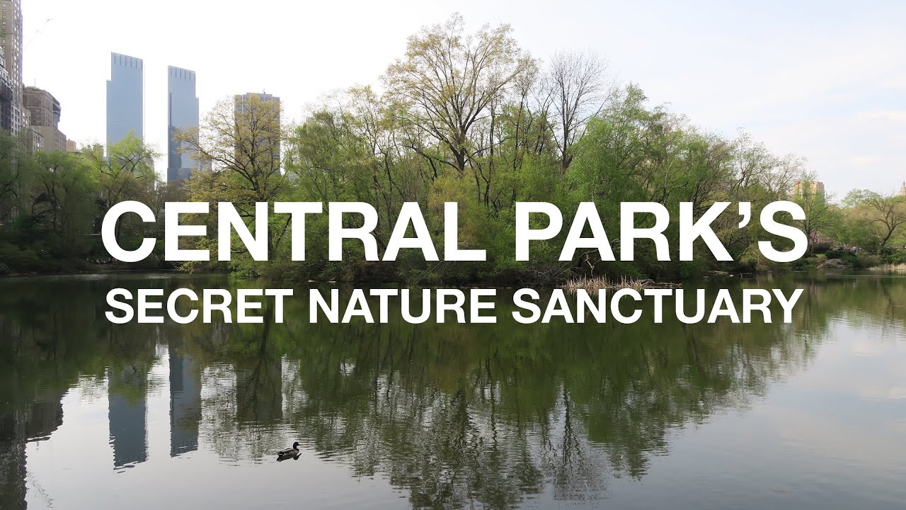 Secret Nature Sanctuary in Central Park New York City YouTube