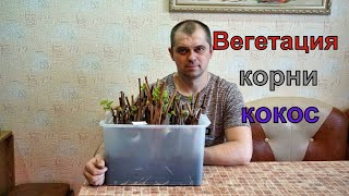 видео: Виноград .Процесс  укоренения 2020г. Пересадка  черенков в стаканчики  с грунтом . картинка: Виноград .Процесс  укоренения 2020г. Пересадка  черенков в стаканчики  с грунтом .