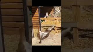 donkey #funny #donkey