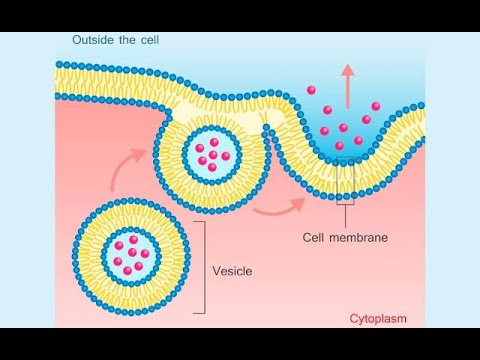 ENDOSITOSIS DAN EKSOSITOSIS