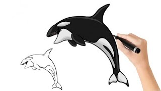 رسم الدولفين how to draw a dolphin