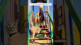 The Poor Caracal Kitten and the Love of a Family #caracalcat #shortvideo #animalshorts #animalrescue