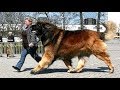 Giant dogs of the world part 3!!!
