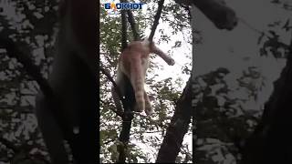 Кот медленно умирает под окнами пенсионного фонда в Волгограде Кот медленно умирает под окнами пенсионного фонда в Волгограде