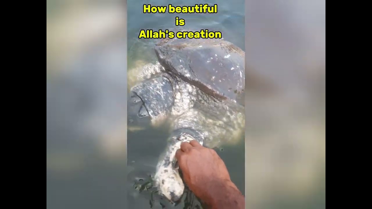 How beautiful is Allah's creation💓❤️‍🩹💖